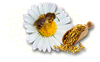 گرده زنبور عسل طبیعی